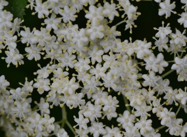 Sambucus nigra L. (Ağaç mürver) – Ahmet Güngör, Balıkesir