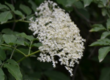 Sambucus nigra L. (Ağaç mürver) – Ahmet Güngör, Balıkesir