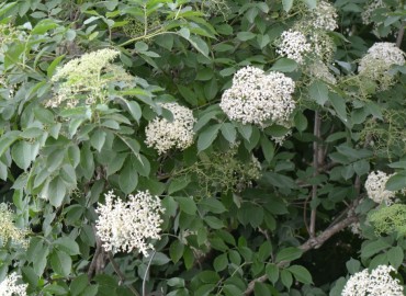 Sambucus nigra L. (Ağaç mürver) – Ahmet Güngör, Balıkesir