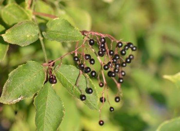 Sambucus nigra L. (Ağaç mürver) – Ahmet Güngör, Balıkesir