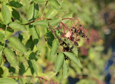 Sambucus nigra L. (Ağaç mürver) – Ahmet Güngör, Balıkesir