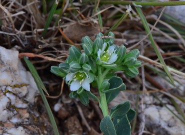 Telephium imperati subsp. orientale (Zulzula) – Ahmet Güngör, Isparta