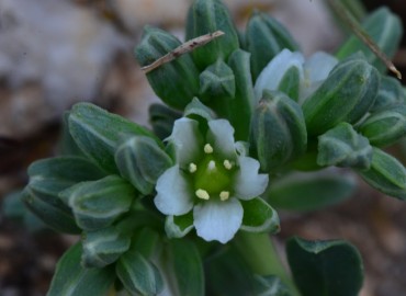 Telephium imperati subsp. orientale (Zulzula) – Ahmet Güngör, Isparta