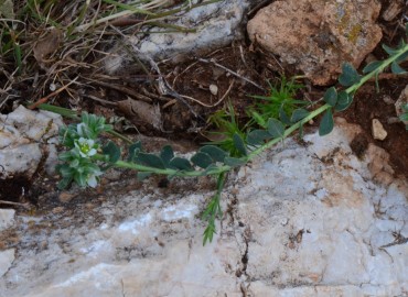 Telephium imperati subsp. orientale (Zulzula) – Ahmet Güngör, Isparta