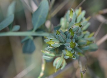 Telephium imperati subsp. orientale (Zulzula) – Ahmet Güngör, İzmir