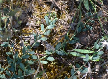 Telephium imperati subsp. orientale (Zulzula) – Ahmet Güngör, İzmir