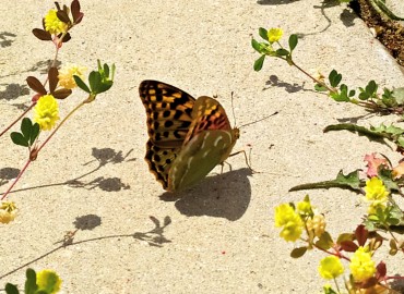 Argynnis pandora (Bahadır) – Asrın Akıncıoğlu, Kırklareli