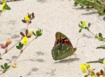 Argynnis pandora (Bahadır) – Asrın Akıncıoğlu, Kırklareli