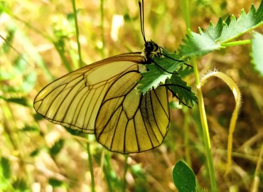 Aporia crataegi (Alıçbeyazı) – Asrın Akıncıoğlu, Kırklareli