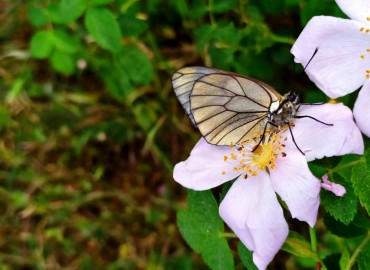 Aporia crataegi (Alıçbeyazı) – Asrın Akıncıoğlu, Kırklareli