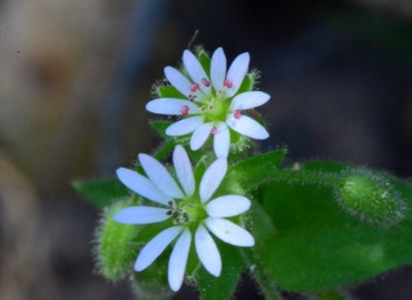 Stellaria neglecta (Yavşu) – Ahmet Güngör, İzmir