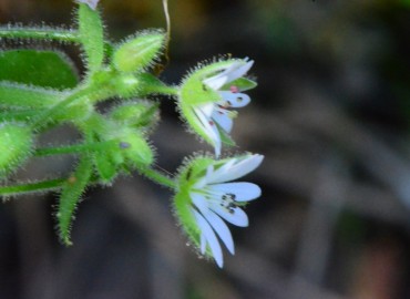 Stellaria neglecta (Yavşu) – Ahmet Güngör, İzmir