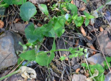 Stellaria neglecta (Yavşu) – Ahmet Güngör, İzmir