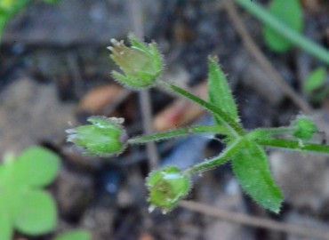 Stellaria neglecta (Yavşu) – Ahmet Güngör, İzmir