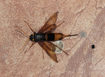 Urocerus gigas