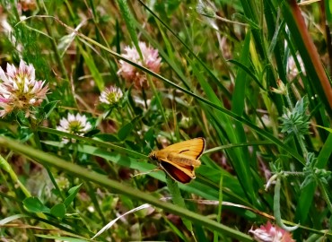 Thymelicus sylvestris (Sarı Antenli Zıpzıp) – Asrın Akıncıoğlu, Kırklareli