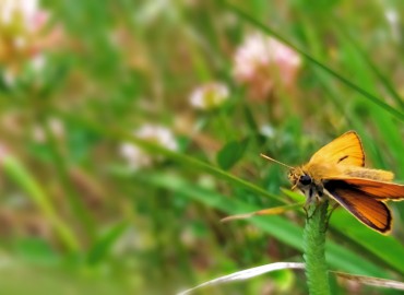 Thymelicus sylvestris (Sarı Antenli Zıpzıp) – Asrın Akıncıoğlu, Kırklareli