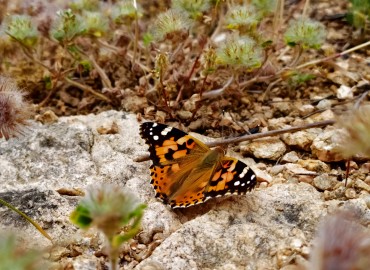 Vanessa cardui (Diken kelebeği) – Asrın Akıncıoğlu, Kırklareli