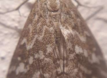 Evergestis frumentalis (Linnaeus, 1761) (Bilinmiyor) – Yasin Çalışkan, Konya