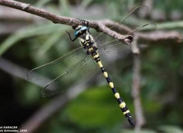 Cordulegaster insignis Schneider, 1845