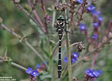 Cordulegaster bidentata Selys, 1843