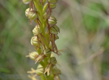 Orchis anthropophora (Kukla Salebi) – Ahmet Güngör, İzmir