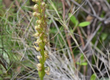 Orchis anthropophora (Kukla Salebi) – Ahmet Güngör, İzmir