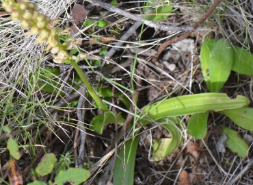 Orchis anthropophora (Kukla Salebi) – Ahmet Güngör, İzmir