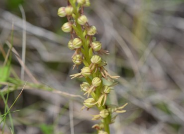 Orchis anthropophora (Kukla Salebi) – Ahmet Güngör, İzmir