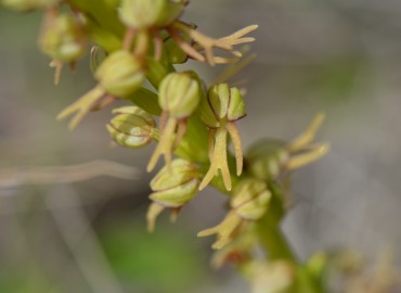 Orchis anthropophora (Kukla Salebi) – Ahmet Güngör, İzmir