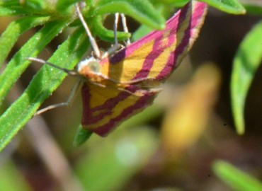 Pyrausta sanguinalis (Linnaeus, 1767) – Ahmet Güngör, Samsun