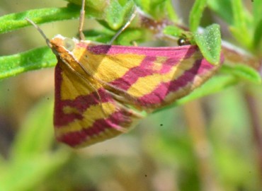 Pyrausta sanguinalis (Linnaeus, 1767) – Ahmet Güngör, Samsun