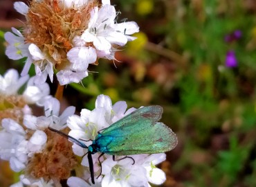 Zygaenidae (Alev Güveleri / Burnet Güveleri) – Asrın Akıncıoğlu, Kırklareli