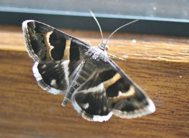 Grammodes stolida (Geometrikçi Güve) – Ahmet Güngör, Manisa