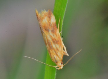 Mirificarma eburnella ([Denis & Schiffermüller], 1775)