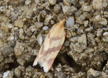 Clepsis pallidana (Solgun Yaprak Güvesi) – Ahmet Güngör, Samsun