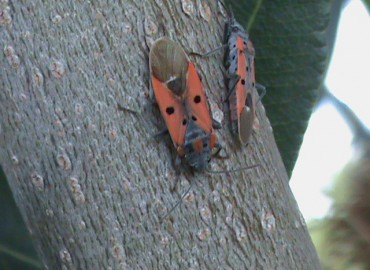 Lygaeus creticus (Lucas, 1854)