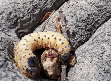 Zeuzera pyrina (Linnaeus, 1761) – Yasin Çalışkan, Konya