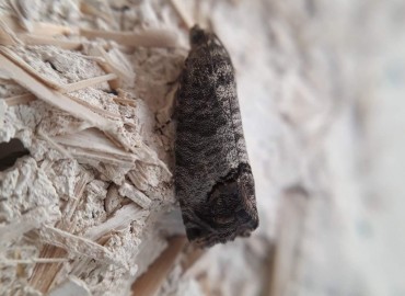 Cydia pomonella (Linnaeus, 1758) – Yasin Çalışkan, Konya