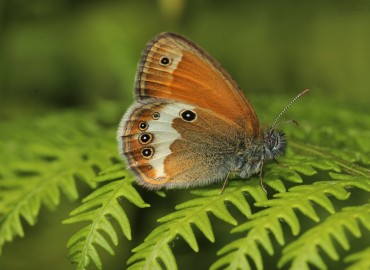 Coenonympha arcania (Funda zıpzıp perisi) – Murat Yangın, Zonguldak