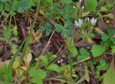 Cerastium glomeratum (Toprak Boynuzotu) – Ahmet Güngör, Samsun
