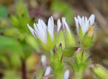 Cerastium glomeratum (Toprak Boynuzotu) – Ahmet Güngör, Samsun