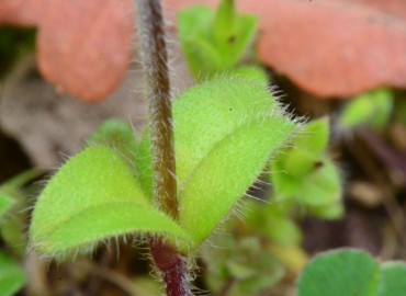 Cerastium glomeratum (Toprak Boynuzotu) – Ahmet Güngör, Samsun