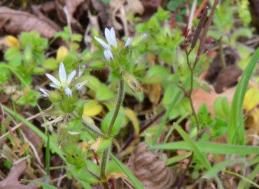 Cerastium glomeratum (Toprak Boynuzotu) – Ahmet Güngör, Samsun