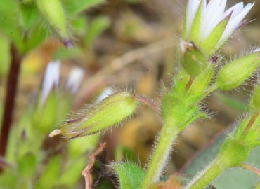 Cerastium glomeratum (Toprak Boynuzotu) – Ahmet Güngör, Samsun