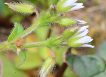 Cerastium glomeratum (Toprak Boynuzotu) – Ahmet Güngör, Samsun
