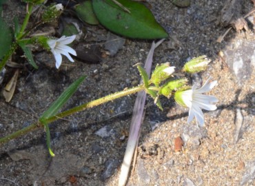 Cerastium dubium (Mızrak Boynuzotu) – Ahmet Güngör, Samsun