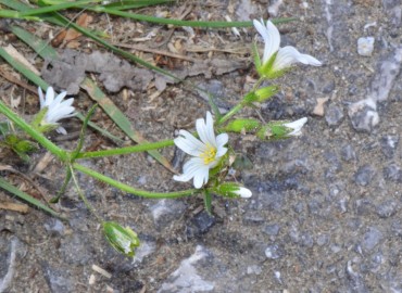 Cerastium dubium (Mızrak Boynuzotu) – Ahmet Güngör, Samsun
