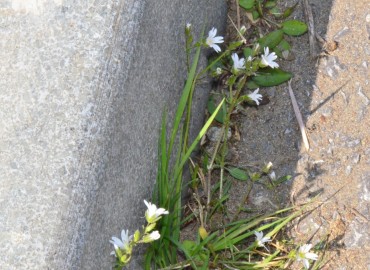 Cerastium dubium (Mızrak Boynuzotu) – Ahmet Güngör, Samsun