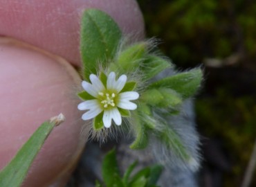 Cerastium comatum – Ahmet Güngör, İzmir
